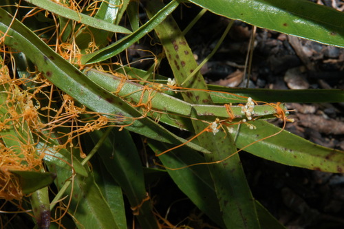 Image of Cuscuta harperi by (c) Brian Finzel, some rights reserved (CC BY-SA)