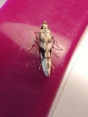 Coleotechnites atrupictella