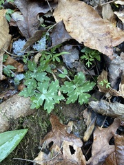 Hydrophyllum macrophyllum