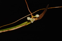 Cuscuta harperi