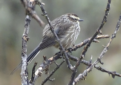Leptasthenura andicola