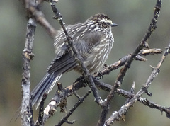 Leptasthenura andicola