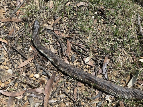Tiger Snake sighting