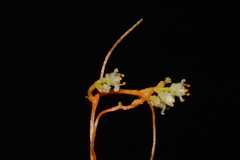 Cuscuta harperi