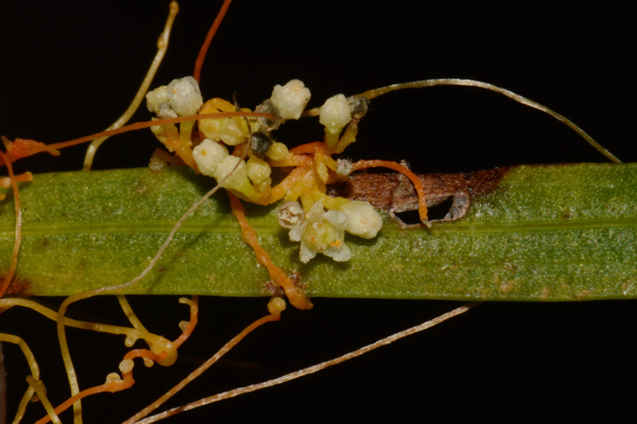 Cuscuta harperi