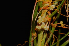 Cuscuta harperi
