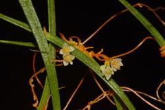 Cuscuta harperi
