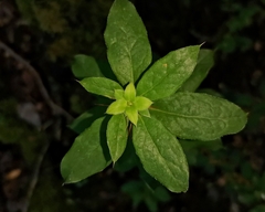 Archidasyphyllum diacanthoides