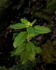 Archidasyphyllum diacanthoides