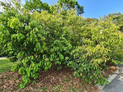 Castanopsis inermis observed 2022-03-14
