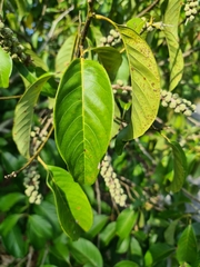Castanopsis inermis