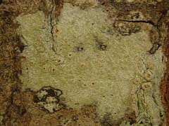 Pertusaria thiospoda