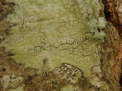 Pertusaria thiospoda