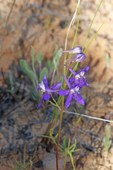 Delphinium scaposum