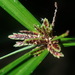 Cyperus tetraphyllus - Photo (c) Thomas Mesaglio, some rights reserved (CC BY), uploaded by Thomas Mesaglio