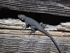 Sceloporus oberon