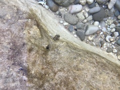Lepidoblennius marmoratus
