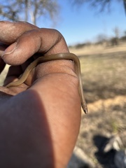 Haldea striatula