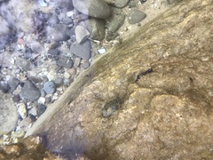 Lepidoblennius marmoratus