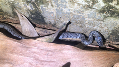 Pareas margaritophorus