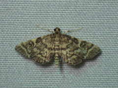 Anageshna primordialis