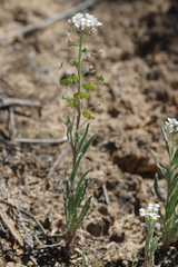 Dimorphocarpa wislizeni