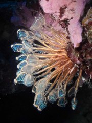 Clavelina detorta