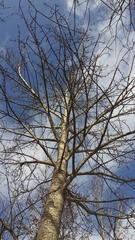 Populus suaveolens