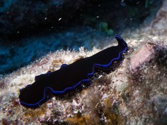 Pseudoceros caeruleocinctus