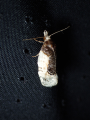 Henricus edwardsiana