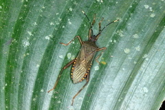 Leptoscelis elongator