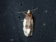 Henricus edwardsiana
