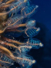 Clavelina detorta