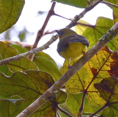 Pachycephala hypoxantha