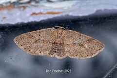 Geometridae