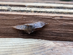 Phyllodesma americana