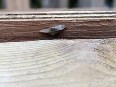 Phyllodesma americana