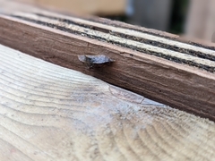 Phyllodesma americana