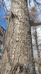 Populus suaveolens