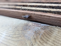 Phyllodesma americana