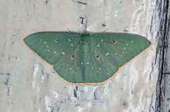 Comostola leucosticta