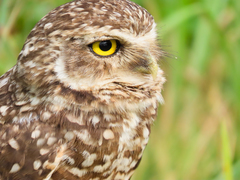 Athene cunicularia