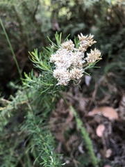 Cassinia aculeata aculeata