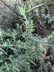 Cassinia aculeata aculeata