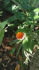 Lantana camara