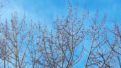 Populus suaveolens