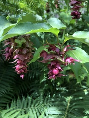 Leycesteria