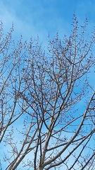 Populus suaveolens
