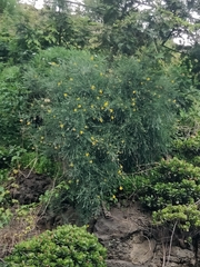 Genista tenera