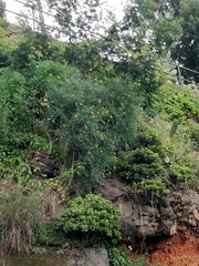 Genista tenera